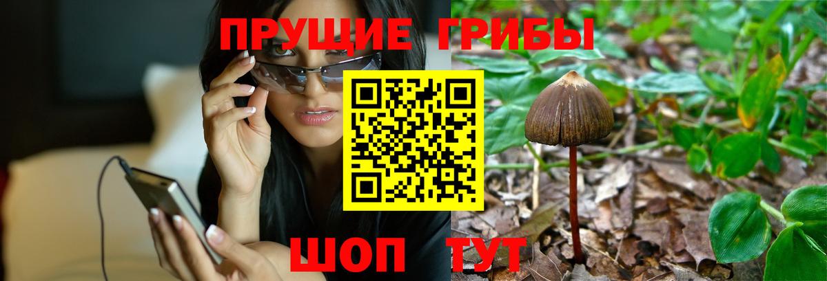 Галлюциногенные грибы Cubensis  Вход с VPN  Железногорск 